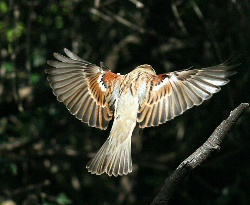mossie landing.jpg - Mossie vlieg weg